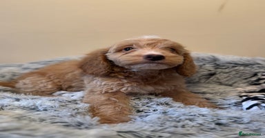 Cockapoo dogs - Advert 11