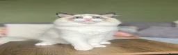 Ragdoll cats for sale: Cute chunky purring ragdoll girls - Advert 14