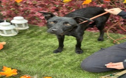 Mixed Breed dogs for adoption: Loki  - Image 4