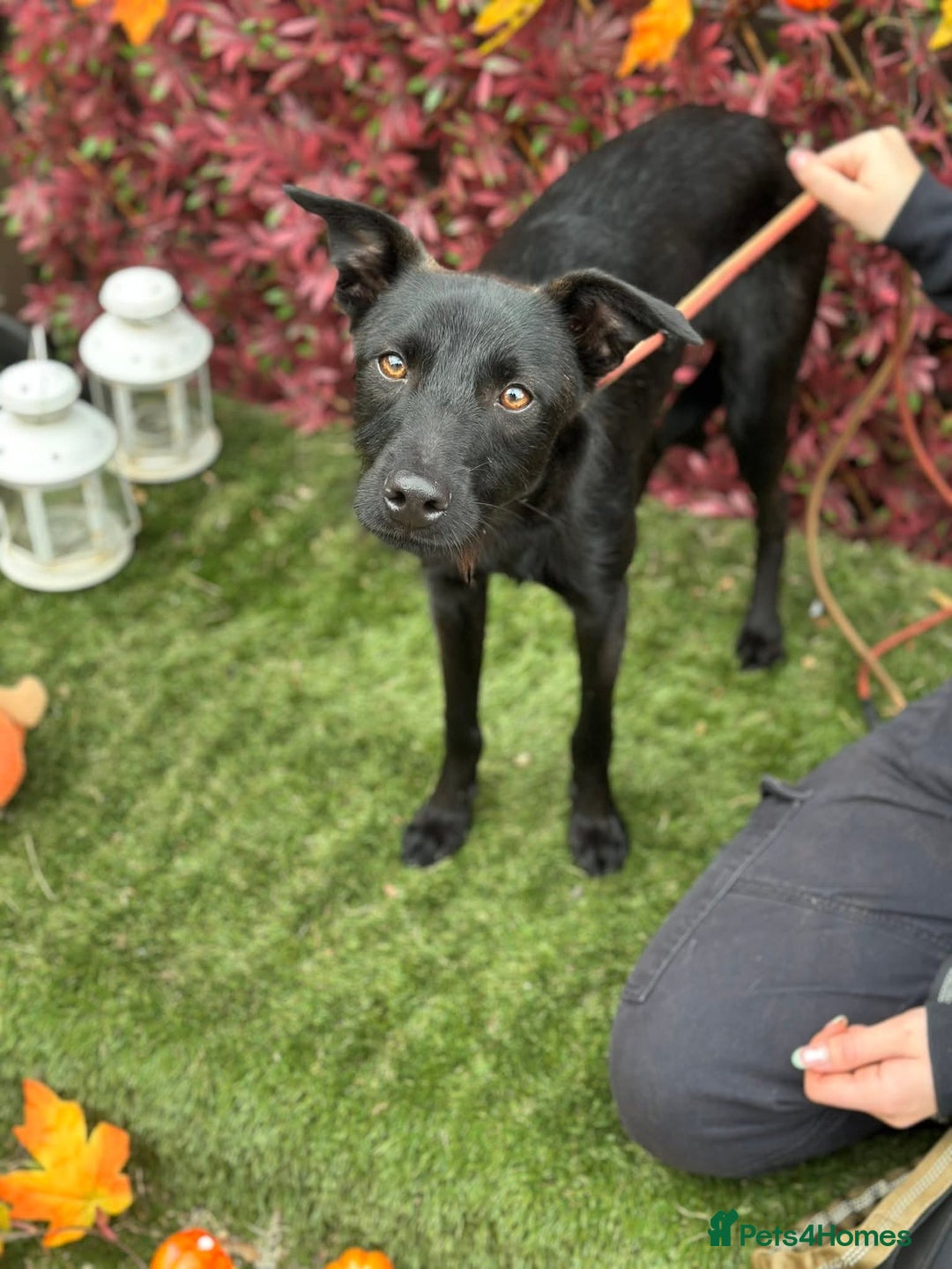 Mixed Breed dogs for adoption: Loki  - Image 4