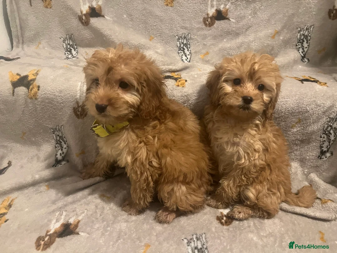 Cockapoo dogs for sale: Cockapoo puppies - Advert 8