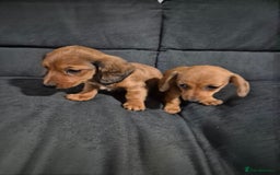 Miniature Dachshund dogs for sale: Miniature Dachshund Puppies  - Image 1