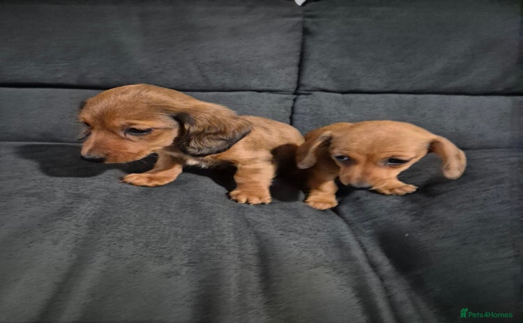 Miniature Dachshund dogs - Advert 2