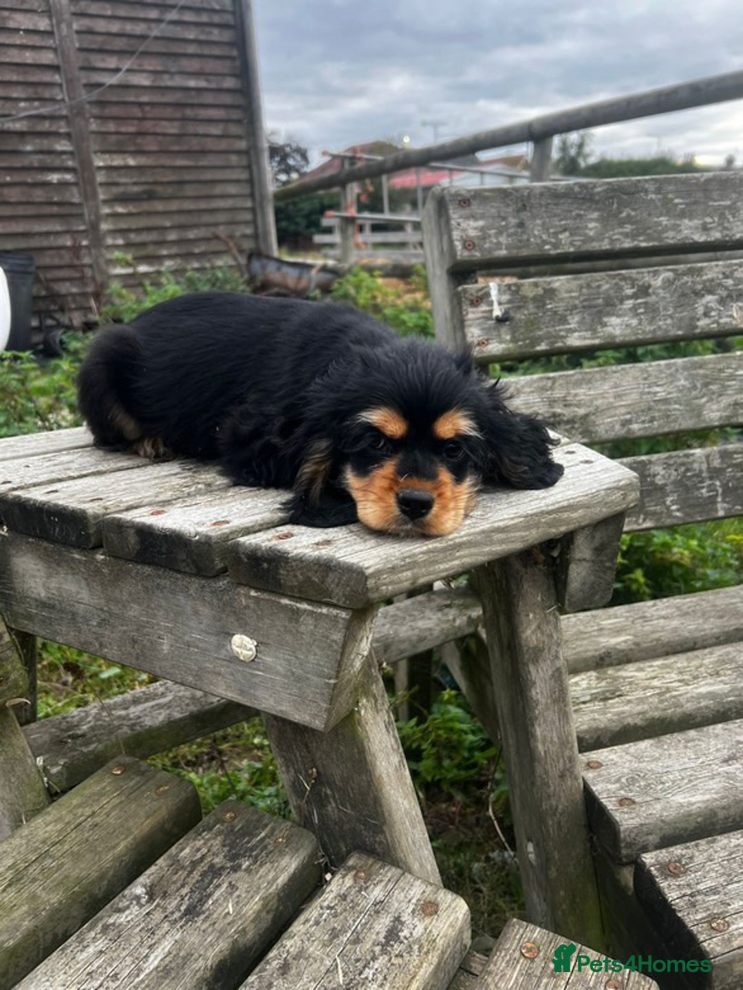American Cocker Spaniel dogs for sale: American cocker spaniel puppies  - Image 6