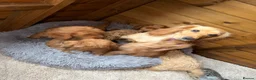 Cockapoo dogs for sale: Ready now we have fox red and apricot cockapoos F1 in Stourport-on-Severn - Advert 12
