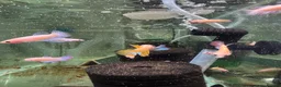 Plecos fish for sale: Male and female bettas And more community fish  - Advert 2