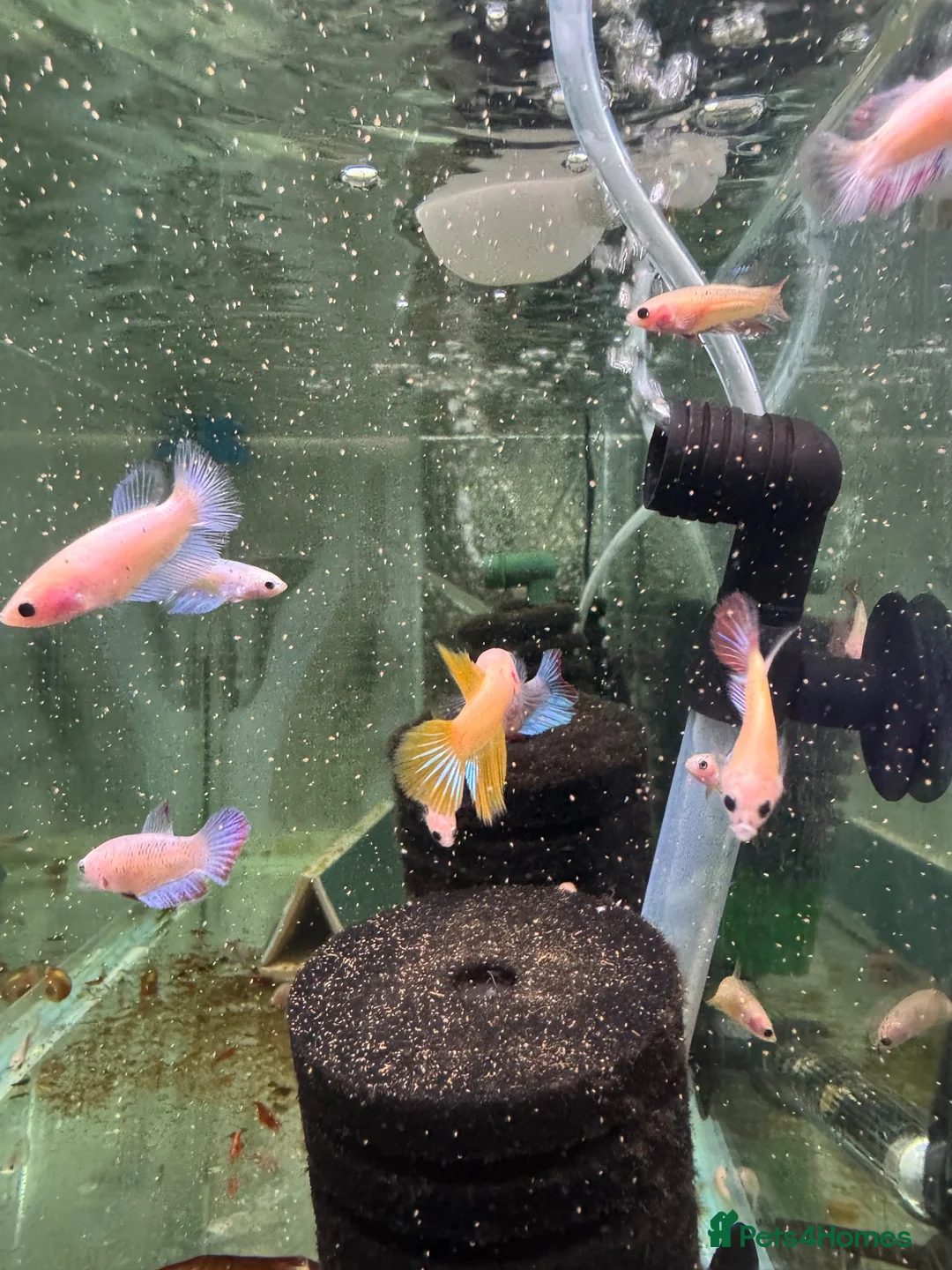 Plecos fish for sale: Male and female bettas And more community fish  - Advert 2