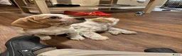 Mixed Breed dogs for sale: 6 month old pup  - Advert 29