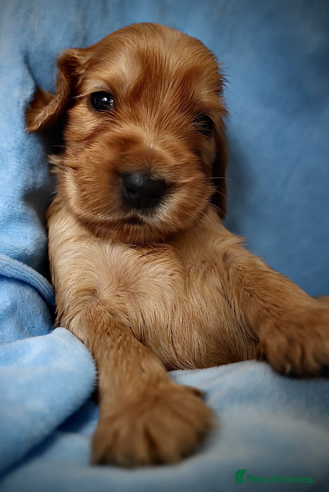 Cocker Spaniel dogs for sale: Beautiful family SHOW cocker spaniels LAST 2 - Image 13