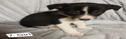 Border Collie dogs for sale: Outstanding Tri-Colour Border Collie Puppies - Advert 19