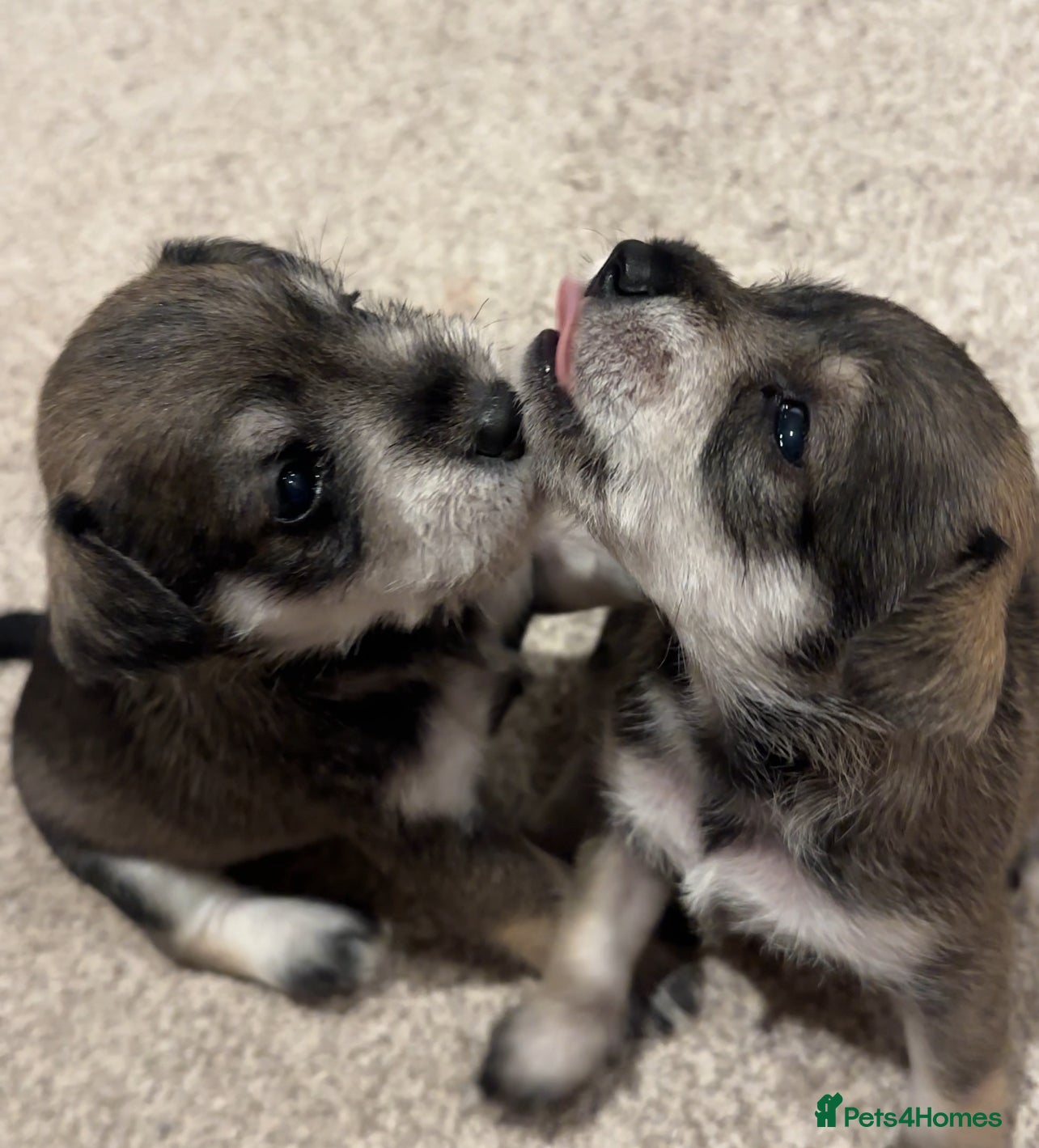 Miniature Schnauzer dogs Kc Reg  Miniature Schnauzer puppies - Advert 4