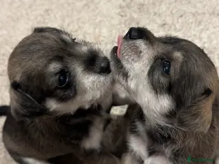 Miniature Schnauzer dogs Kc Reg Miniature Schnauzer puppies - Advert 4