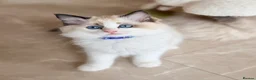 Ragdoll cats for sale: Elite TICA Ragdoll Kittens from Champion Lines  - Advert 7