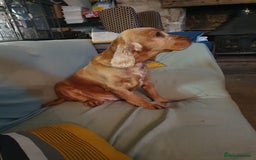 Cocker Spaniel dogs for sale: Show type Cocker Spanieo female - Image 1