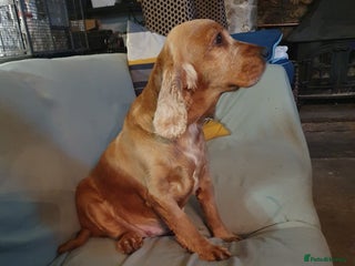 Cocker Spaniel dogs - Advert 28