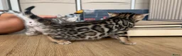 Bengal cats for sale: TICA registered pure bred Bengal kittens - Advert 10