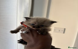 Ragdoll cats for sale: Chocolate point Ragdoll kittens🐈🧡💛💚 - Image 3