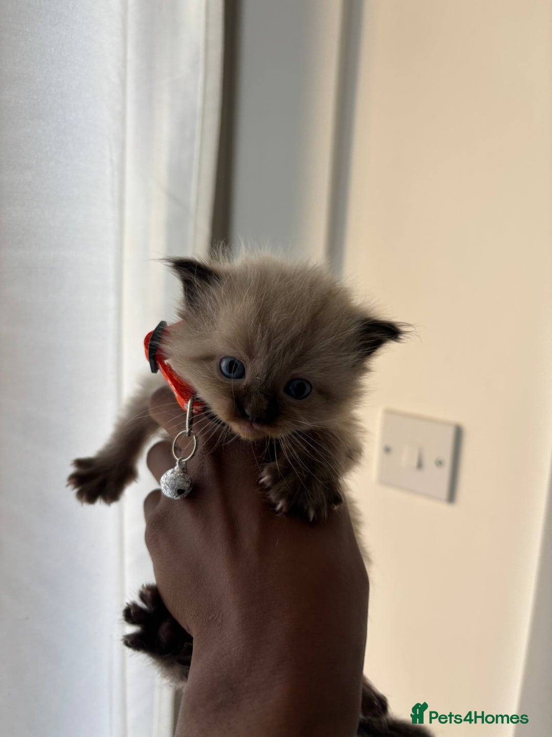 Ragdoll cats for sale: Chocolate point Ragdoll kittens🐈🧡💛💚 - Image 3