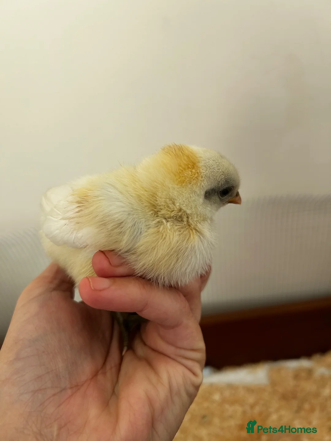 Chickens poultry for sale: Unsexed zombie chick  - Advert 2