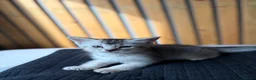 Abyssinian cats for sale: British x Abyssinian Kittens ONLY 2 left !  - Advert 24