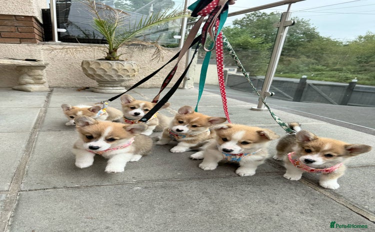 Welsh Corgi Pembroke dogs - Advert 1