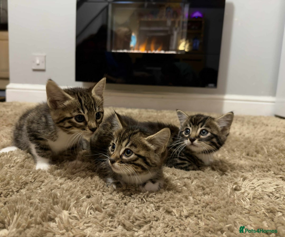 Mixed Breed cats for sale: Beautiful Half Bengal kittens - Advert 12