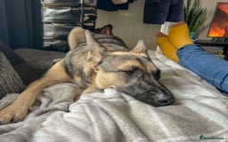 Mixed Breed dogs for adoption: FREYA - Looking for a loving, supportive home. - Image 11
