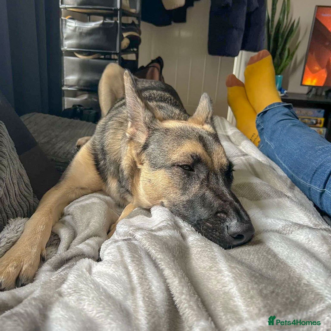 Mixed Breed dogs for adoption: FREYA - Looking for a loving, supportive home. - Image 11