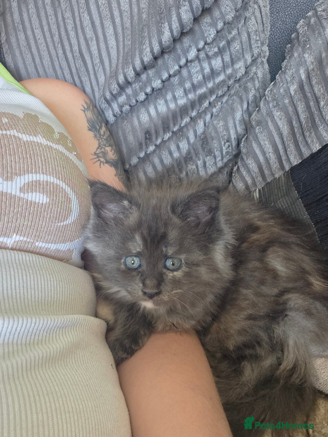 Maine Coon cats for sale: 5 chunky babys - Image 5