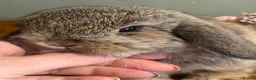 Mini Lop rabbits for sale: Gorgeous pure Mini lop babies in Llandysul - Advert 12