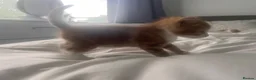 Mixed Breed cats for sale: 2male, 2 female kittens - Advert 11