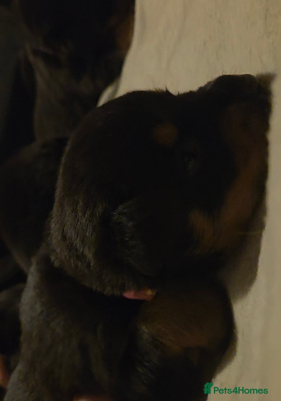 Rottweiler dogs for sale: Rottweiler puppies - Advert 7