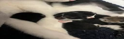 Domestic Shorthair cats for sale: 4 beautiful domestic shorthair kittens available💕 - Advert 2