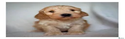Cockapoo dogs for sale: Quality F1 Cockapoo puppies - Advert 7