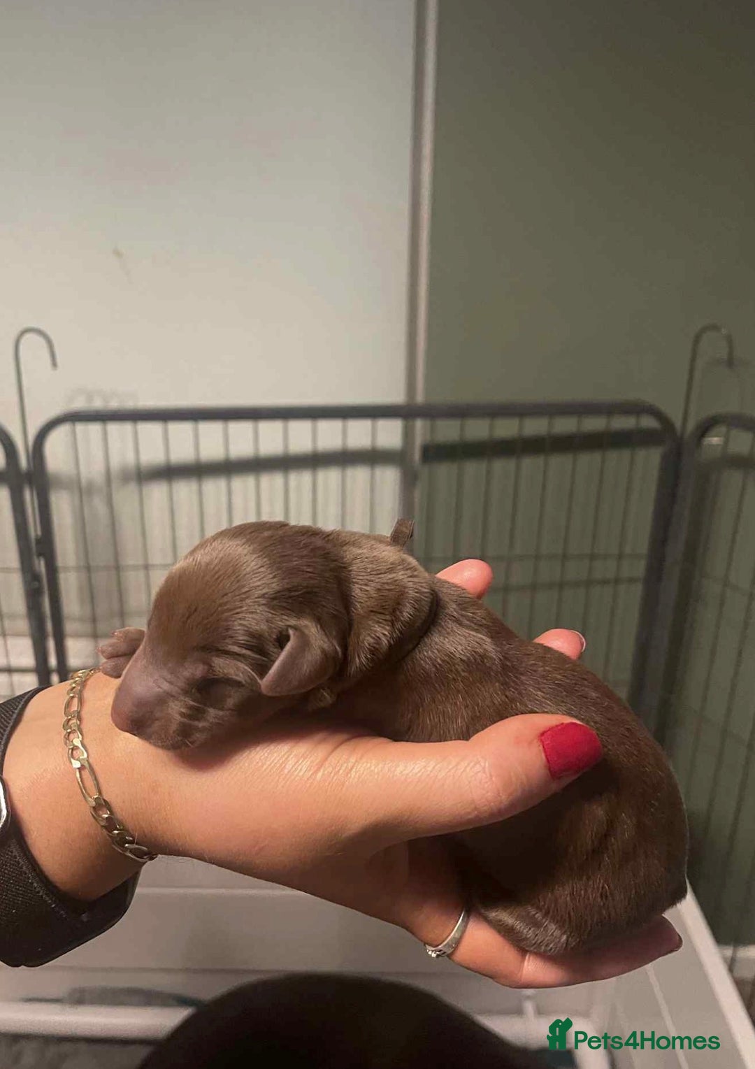 Dobermann dogs for sale: Chocolate & Isabella Doberman puppies for sale  - Advert 14