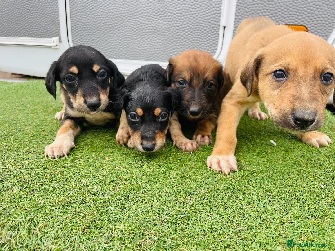 Greyhound dogs for sale: Saluki Greyhound pups  in Wakefield - Advert 3