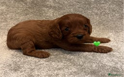 Cavapoo dogs for sale: Fully health tested Cavapoo pups🐶🎅 **   - Advert 7