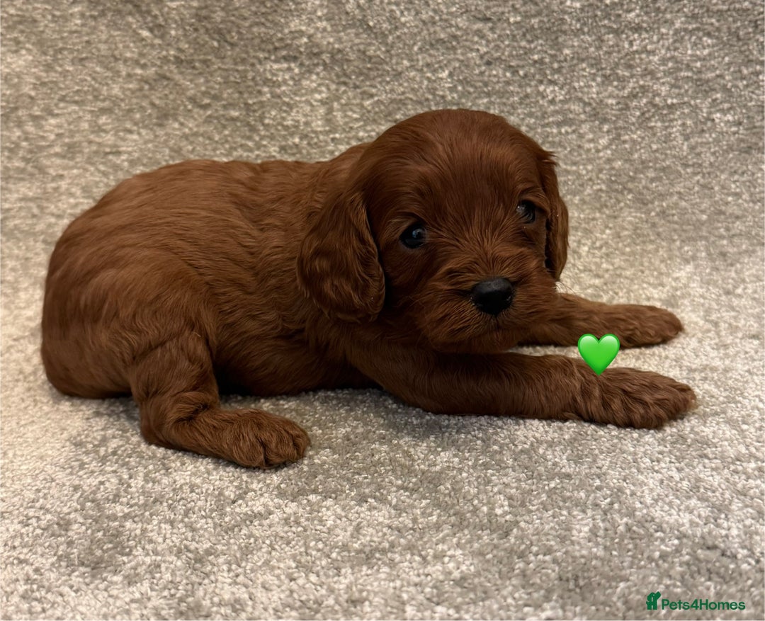 Cavapoo dogs for sale: Fully health tested Cavapoo pups🐶🎅 **   - Advert 7
