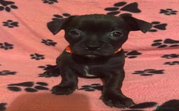 Mixed Breed dogs for sale: Frenchie x chihuahua pups bullhuahua - Advert 1