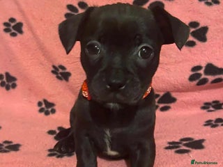 Mixed Breed dogs for sale: Frenchie x chihuahua pups bullhuahua - Advert 1