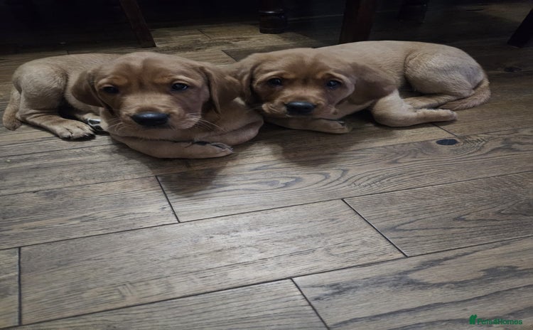 Goldador dogs - Advert 1