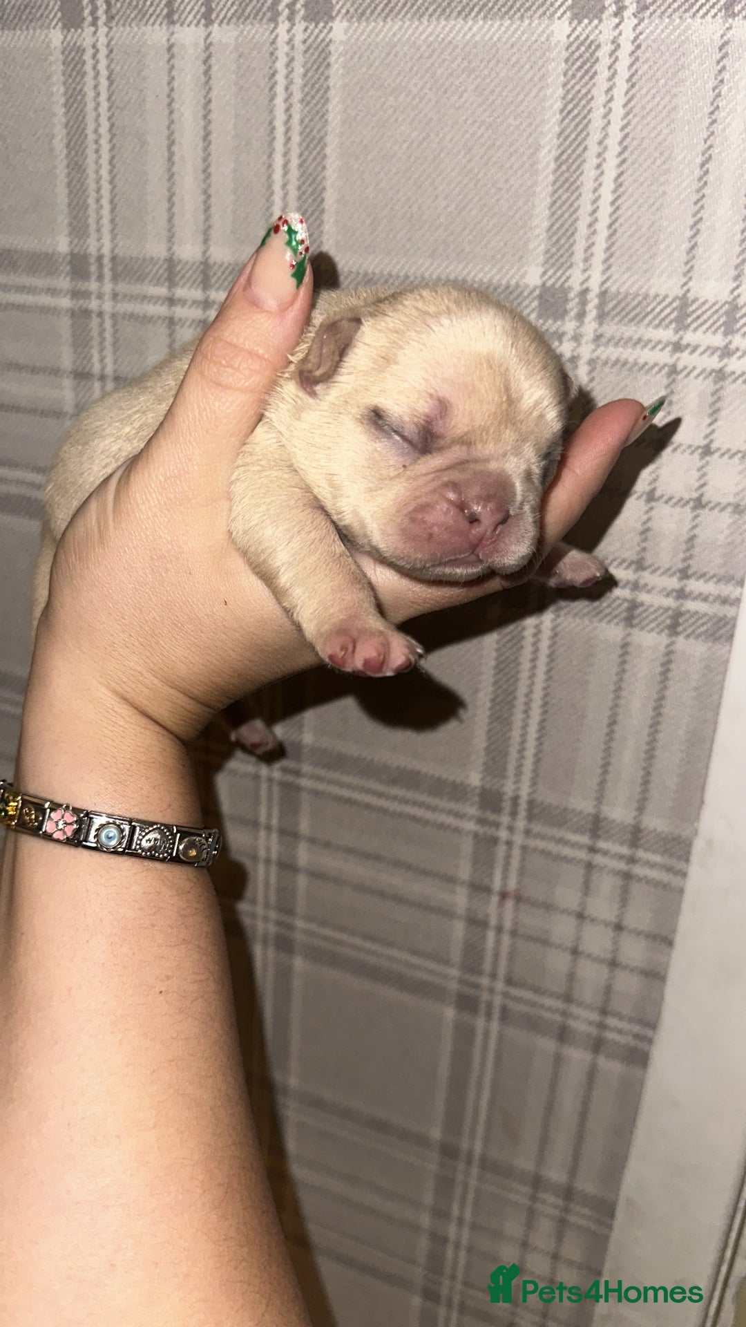 French Bulldog dogs for sale: DWKC French bulldog puppies - Advert 16