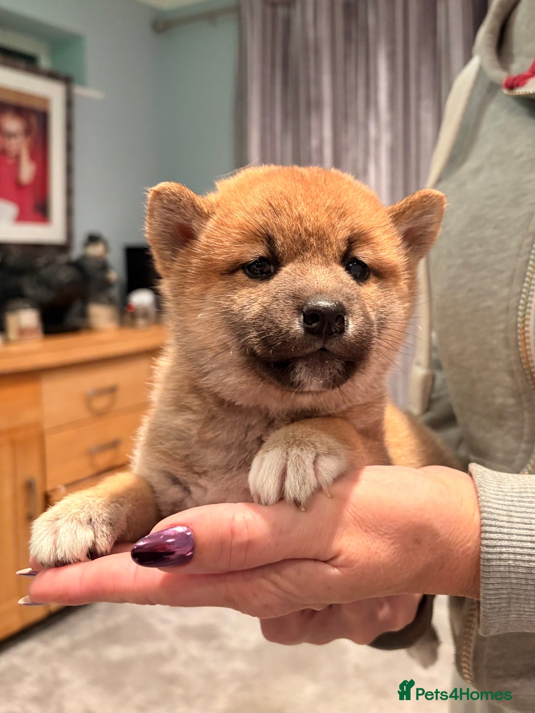 Japanese Shiba Inu dogs for sale: Health Tested Japanese Shiba Inu Puppies  - Advert 9