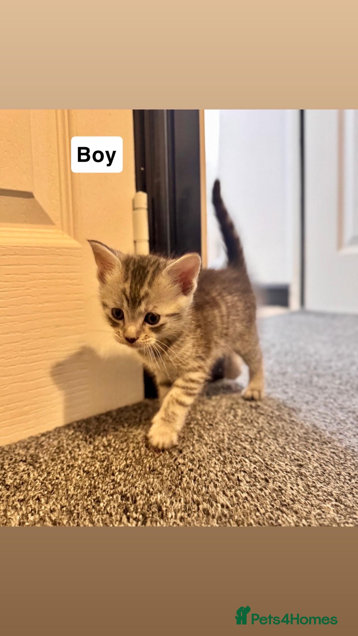 Mixed Breed cats 1 kitty  looking for their forever home - Advert 2