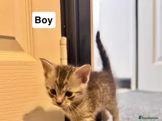 Mixed Breed cats 1 kitty looking for their forever home - Advert 2