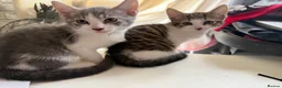 Mixed Breed cats for sale: Beautiful Bengal x Domestic Short Hair Kittens 🐾 - Advert 20