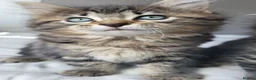 Maine Coon cats for sale: 5 Gorgeous Kittens Maine Coon Tabby Mix - Advert 7