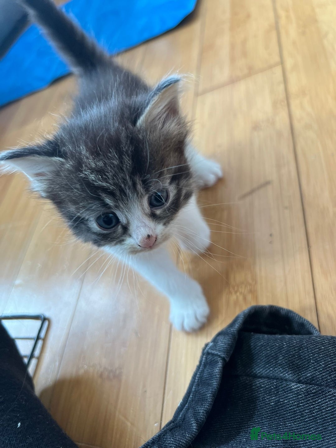 Domestic Shorthair cats for sale: 5 short/fluffy domestic kittens  - Image 18