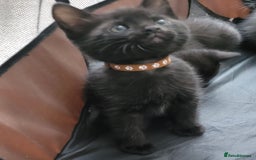 Domestic Shorthair cats for sale: 6 lovable bundles of mischief seek forever home - Image 10