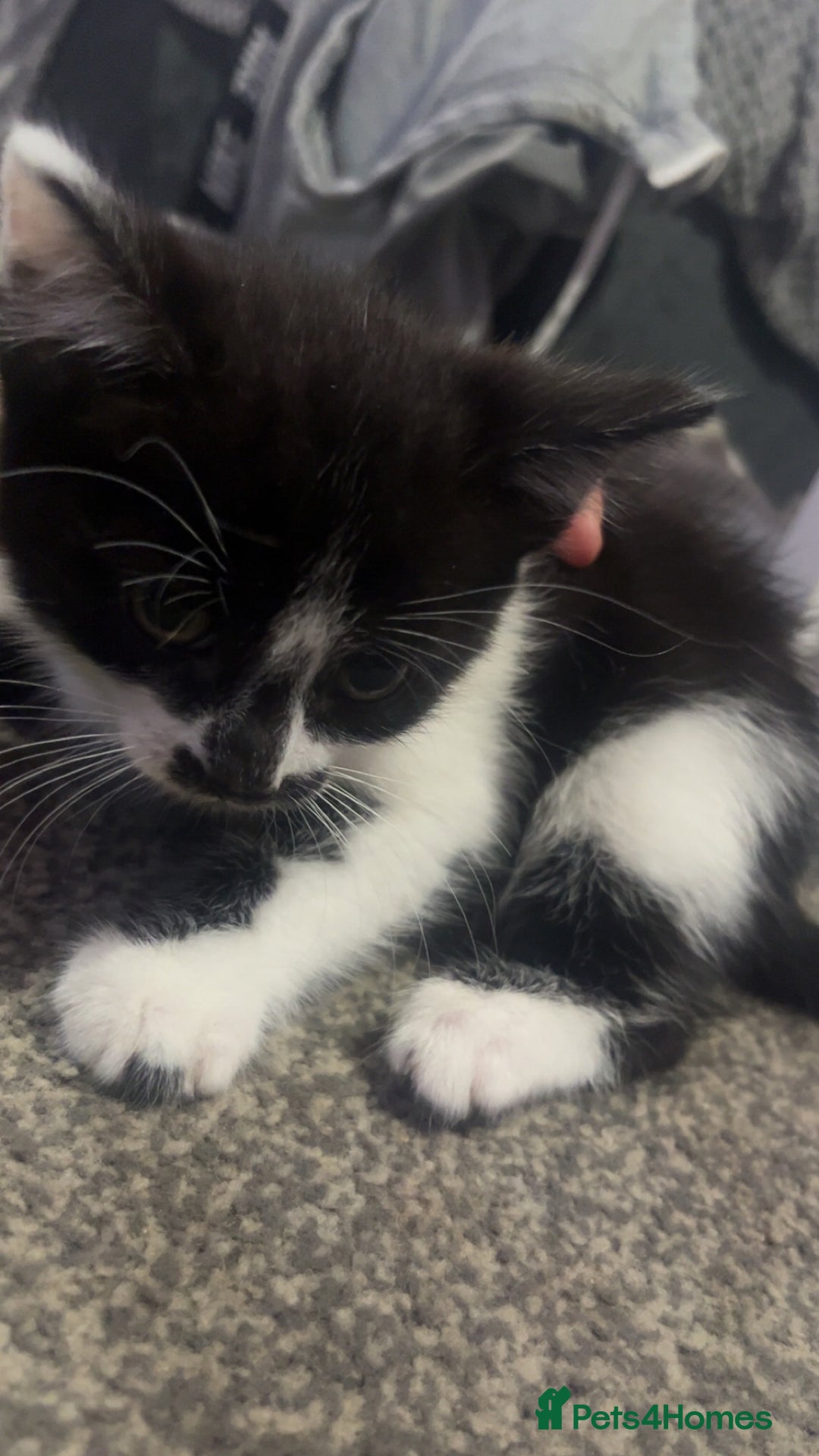 Domestic Shorthair cats for sale: Female kitten  - Advert 2